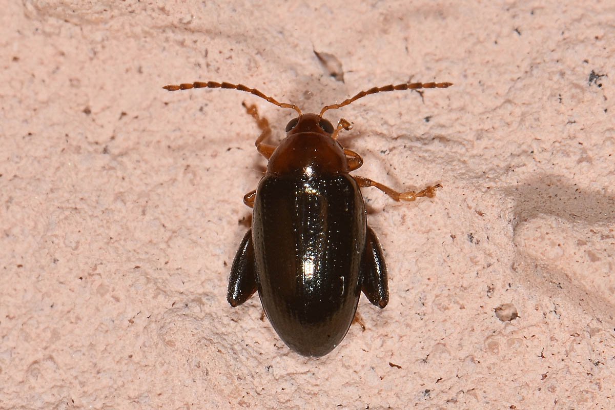 Chrysomelidae: Psylliodes chrysocephalus? S.